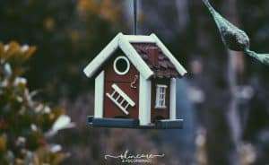 tiny house for bird